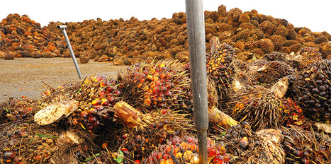 PLANET PALM OIL: The Bait and Switch of Palm Oil Giants | BIODIVERSITY IS LIFE  – | Scoop.it