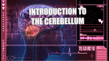 Cerebellum An Introduction | El Paso, TX. | Doctor Of Chiropractic | Spine Health & Spinal Hygiene | Scoop.it