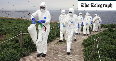 Bird Flu Jumping to Humans is 'Enormous Concern', Says WHO | Virus World | Scoop.it