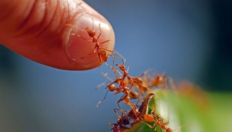 Les insectes sont nos amis | Variétés entomologiques | Scoop.it