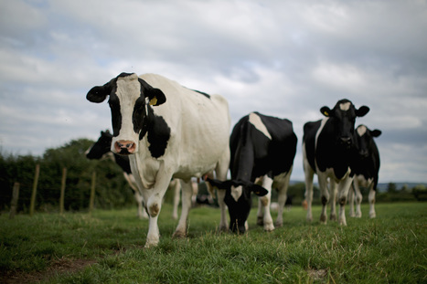 Ecosse : Les producteurs laitiers montrent de la résilience en ces temps extrêmes | Lait de Normandie... et d'ailleurs | Scoop.it