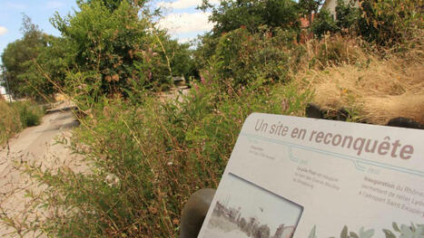Renaturer les sols en milieu urbain : c’est possible Préconisations et exemples opérationnels | Biodiversité | Scoop.it