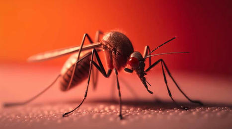 Les #moustiques piquent désormais toute l'année à cause de ce problème | Biodiversité | Scoop.it
