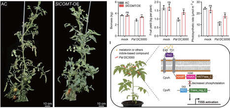 Plant-Derived Melatonin Inhibits Bacterial Virulence via CpxA/R Two-Component System | advS | RMH | Scoop.it