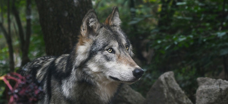 Parole de berger : "La montagne c’est le territoire du loup" | Loup | Scoop.it