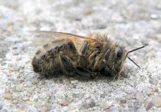 Les pesticides n&eacute;onicotino&iuml;des et les abeilles/ Neonicotinoid Pesticides and Honeybees | EntomoNews | Scoop.it