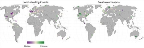 Une nouvelle &eacute;tude nuance l&rsquo;Apocalypse des insectes | EntomoNews | Scoop.it