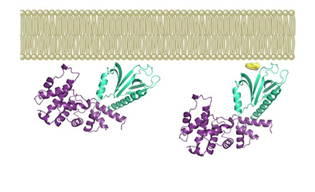 Un nouveau concept d’inhibition des interactions protéine-membrane | Life Sciences Université Paris-Saclay | Scoop.it