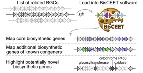 BisCEET: A Visual Browser for Biosynthetic Gene...