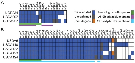 PLOS Pathogens: Mutualistic Co-evolution of Type III Effector Genes in Sinorhizobium fredii and Bradyrhizobium japonicum (2013) | Plant-Microbe Symbiosis | Scoop.it