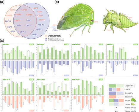 &Eacute;tude du g&eacute;nome du ravageur envahissant Stictocephala bisonia : aper&ccedil;u des g&egrave;nes impliqu&eacute;s dans son adaptation au stress environnemental | EntomoNews | Scoop.it