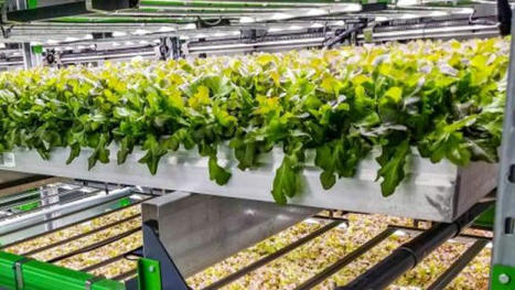 Grocers Focus More on Responsible Sourcing, Vertical Farms | Supply chain News and trends | Scoop.it
