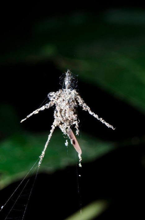 Le moment de la découverte de l’araignée qui fabrique une plus grande copie d’elle-même | Variétés entomologiques | Scoop.it