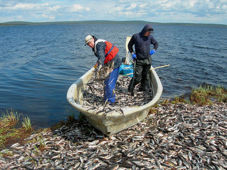 www.lappomania.fi | Lapin luonto | Lokan siiat | 1Uutiset - Lukemisen tähden | Scoop.it
