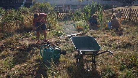 Sur le campus Pont de Bois de l&rsquo;Universit&eacute; de Lille, le potager fait sa rentr&eacute;e | Nature en ville | Scoop.it