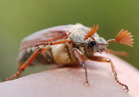 Der Maikäfer | kostenlose-Bilder | Scoop.it