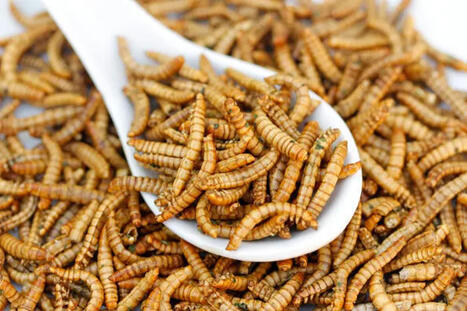L&rsquo;essor contrari&eacute; de l&rsquo;&eacute;levage d&rsquo;insectes en France | AGROALIMENTAIRE | Scoop.it