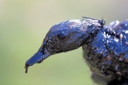 Exxon’s Duck-Killing Pipeline Won’t Pay Taxes To Oil Spill Cleanup Fund | Coastal Restoration | Scoop.it