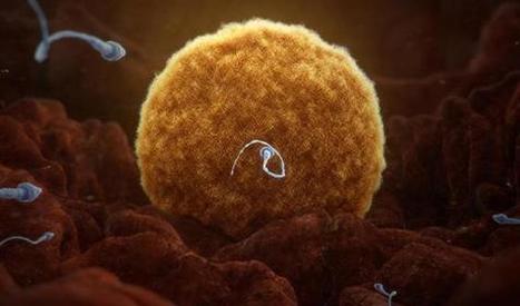 Fausse couche : la faute aussi aux spermatozoïdes | Famille et sexualité | Scoop.it