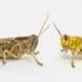 Locust research shows how the company you keep shapes what you learn | ReactNow - Latest News updated around the clock | Scoop.it