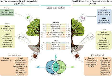 Plant nickel-exclusion versus hyperaccumulation: a microbial perspective | Mbm | RMH | Scoop.it
