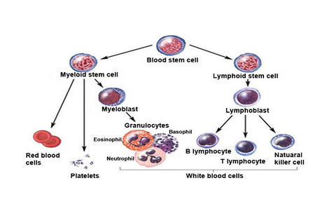Blood Grouping Experiment : Immunology Virtual Lab I : Amrita Vishwa Vidyapeetham Virtual Lab | Immunology for University Students | Scoop.it