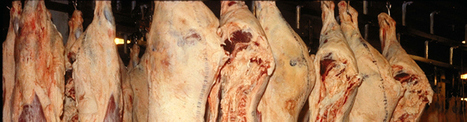 Actualités des abattoirs | La Gazette des abattoirs | Scoop.it