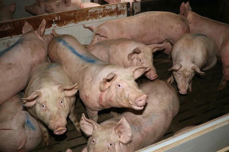 La santé respiratoire des porcs charcutiers s’améliore | SCIENCES DE L' ANIMAL | Scoop.it