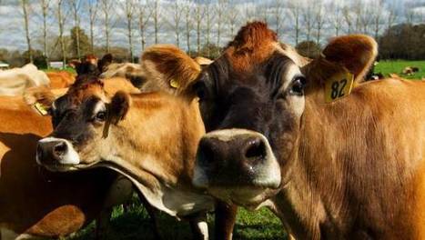 NZ : Moins d'un quart des fermes laitières respectent leurs obligations en matière d'effluents | Questions de développement ... | Scoop.it