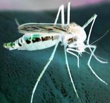 En Grèce les maladies infectieuses transportées par les moustiques sont de retour | Toxique, soyons vigilant ! | Scoop.it
