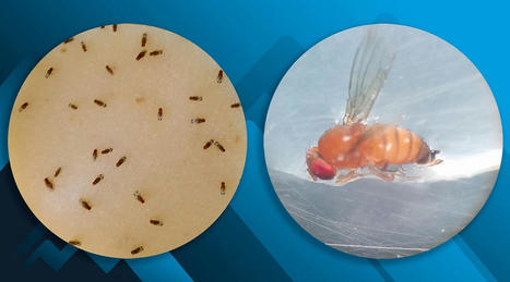 Insectos para combatir plagas – Agencia TSS | Bichos en Clase | Scoop.it