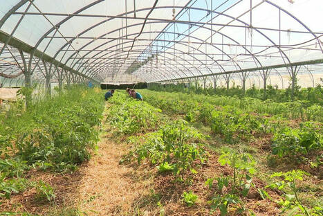 "Notre disparition doit servir d’électrochoc" : la Cité de l’agriculture de Marseille en liquidation judiciaire | Paysage - Agriculture | Scoop.it