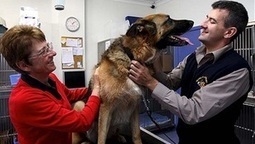 Lame dogs brought to heal with stem cells - World News - World - General - Great Lakes Advocate | Immunology and Biotherapies | Scoop.it