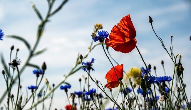 Élections européennes : mais où est passée la défense de la biodiversité ?