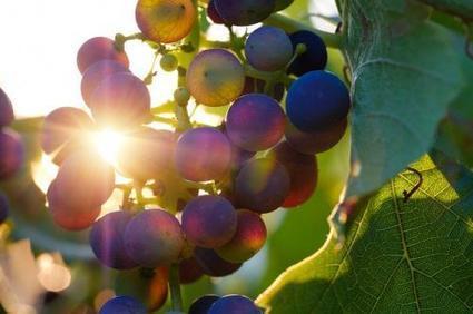 Faire du vin en Bretagne ? - OSUR | SCIENCES DU VEGETAL | Scoop.it