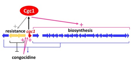 Transcriptional Regulation of Congocidine (Netropsin) Biosynthesis and Resistance | I2BC Paris-Saclay | Scoop.it
