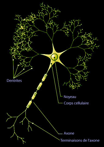 Le cerveau est nativement transmédia | Nouveaux paradigmes | Scoop.it