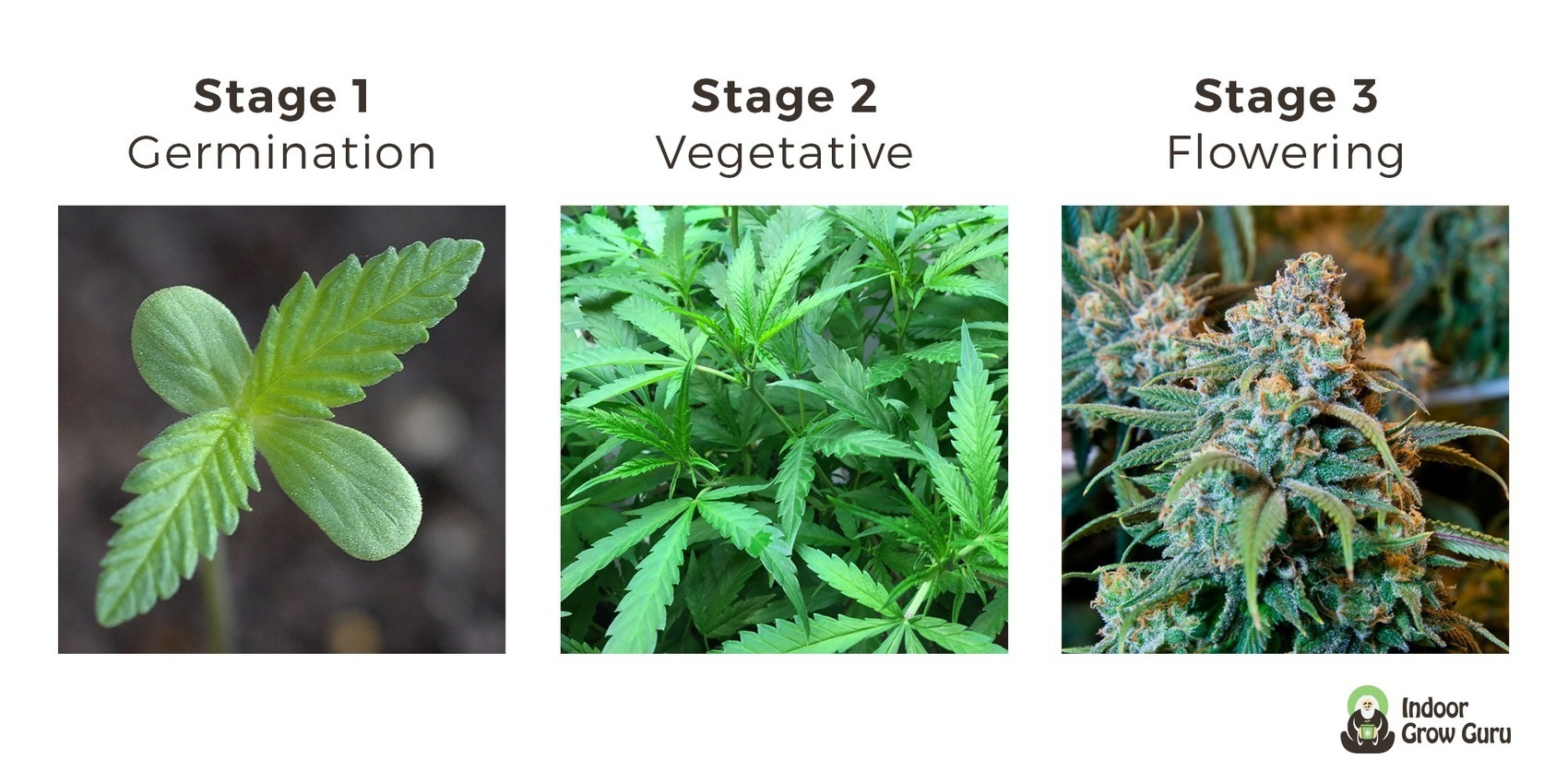 Weed Plant Stages - Indoor Grow Guru | How to G...