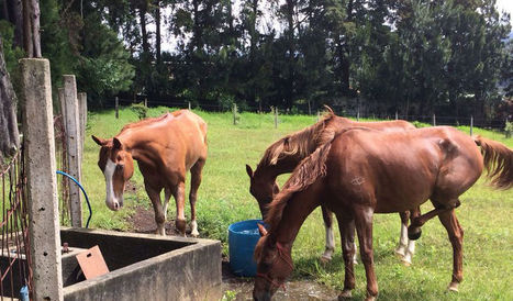 Caballos que estar&aacute;n en el Mundial de Ecuestre son de Guanacaste - Al D&iacute;a | Caballo, Caballos | Scoop.it