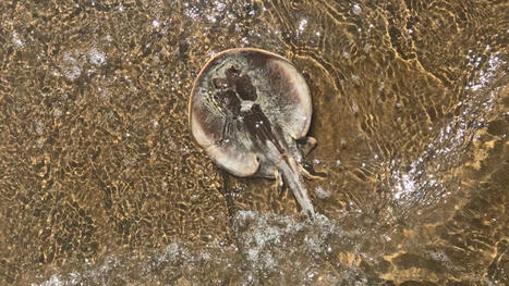 California's Beaches Are Swarming With Stingrays This Summer, and Thousands of People Are Getting Stung - GIZMODO | Operation Deimos | Scoop.it