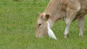 USA : La grippe aviaire se propage aux vaches laitières | Lait de Normandie... et d'ailleurs | Scoop.it