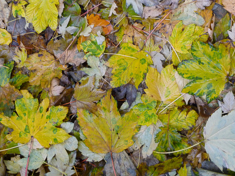 Que faire de toutes ces feuilles mortes ? » | Les Colocs du jardin | Scoop.it
