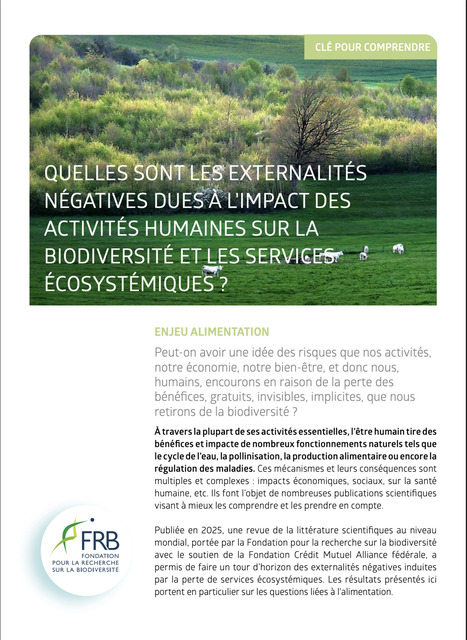 Quelles sont les externalit&eacute;s n&eacute;gatives dues &agrave; l'impact des activit&eacute;s humaines sur la biodiversit&eacute; et les services &eacute;cosyst&eacute;miques ? - Cl&eacute; pour comprendre -&nbsp; Fondation pour la recherche sur la biodi... | Biodiversit&eacute; | Scoop.it