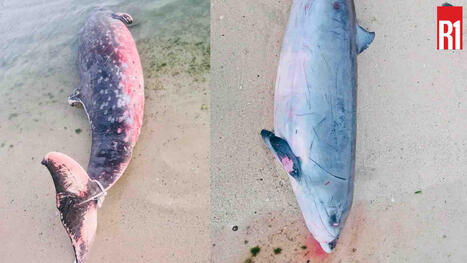 &Eacute;chouages de mammif&egrave;res marins&nbsp;: Save the Blu demande l&rsquo;&eacute;laboration d&rsquo;un cadre national permanent | Revue de presse C&eacute;tac&eacute;s | Scoop.it