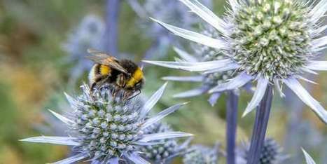 Deux études à grande échelle confirment les dégâts des néonicotinoïdes sur les abeilles | Toxique, soyons vigilant ! | Scoop.it