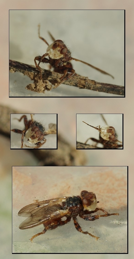 AU MOIS D'AVRIL : Mouche Conopide - Myopa buccata | Les Colocs du jardin | Scoop.it