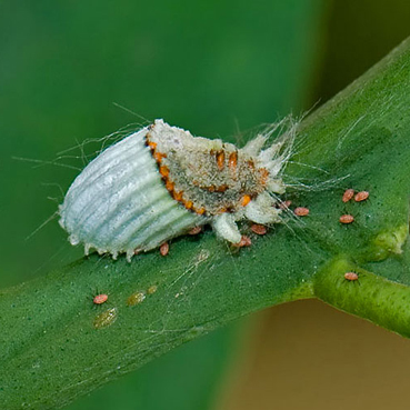 Les mâles sont superflus ! | EntomoScience | Scoop.it