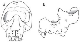 PLOS ONE: Facial Morphogenesis of the Earliest Europeans | Archaeology Articles and Books | Scoop.it