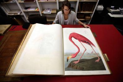 Enchères : Les oiseaux de James Audubon, sans perdre de plumes | Merveilles - Marvels | Scoop.it