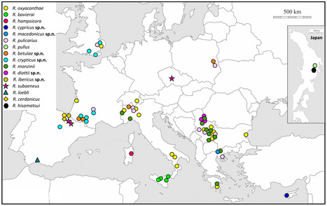 Révision du genre Rhamphus (Curculionidae) du Paléarctique occidental : huit groupes morphotypiques et 14 espèces, dont 6 nouvellement décrites | EntomoNews | Scoop.it